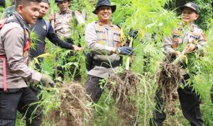 Polda Sumut Temukan Ladang Ganja: Perburuan Dengan Teknologi Polda Sumut