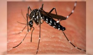 Nyamuk Wolbachia